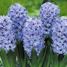 Hyacinthus Bulb Orientalis Delft Blue Hyacinth 50 Count Bag