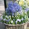 Hyacinthus Bulb Orientalis Delft Blue Hyacinth 50 Count Bag