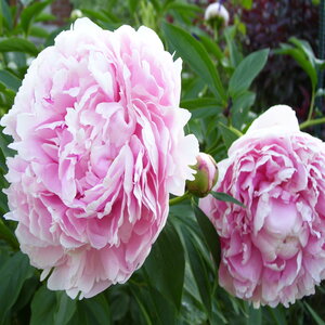 Paeonia Lactiflora Sarah Bernhardt Peony