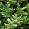 Rhamnus Californicus Leatherleaf Coffeeberry