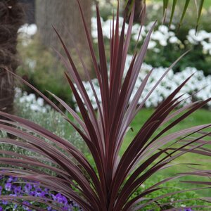 Cordyline Australis Red Star Dracaena