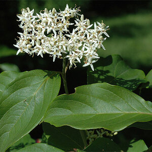 Cornus Amomum Silky Dogwood