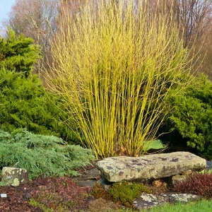 Cornus Sericea Flaviramea Yellow Twig Dogwood