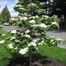 Cornus Kousa X Elwinortonii Jersey Star Starlight Dogwood