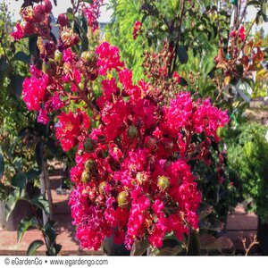 Lagerstroemia Indica X Fauriei Arapaho Crape Myrtle
