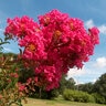 Lagerstroemia Indica Country Red Crape Myrtle