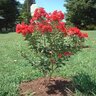 Lagerstroemia Indica Victor Crape Myrtle