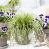 Carex Oshimensis EverColor Eversheen Variegated Sedge 1 gal. Container