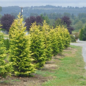 Cupressocyparis Leylandii Gold Rider Leyland Cypress 