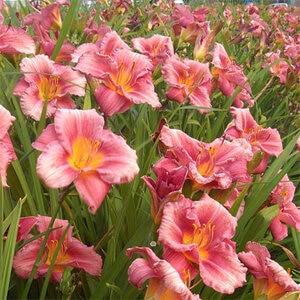 Hemerocallis X Rosy Returns Daylily