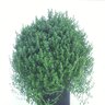 Thymus X Citriodorus Archers Gold Lemon Thyme SP5 Container
