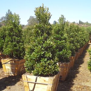 Elaeocarpus Decipiens Japanese Blueberry