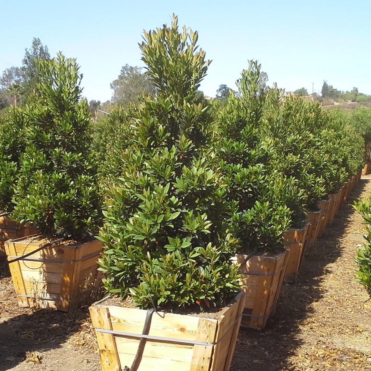 Elaeocarpus decipiens Japanese Blueberry | SiteOne US