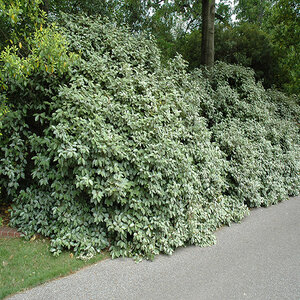 Elaeagnus Pungens Fruitlandii Fruitland Silverberry