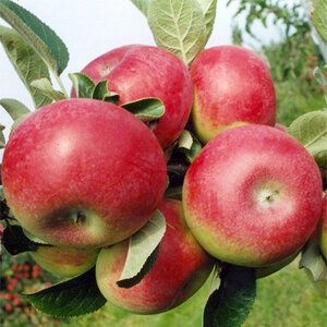 Malus Domestica McIntosh Semi-Dwarf Apple