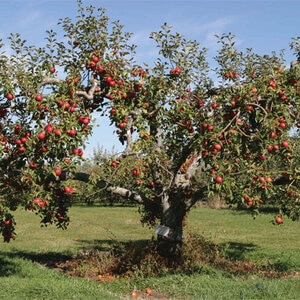 Malus Domestica Red Delicious Semi-Dwarf Apple