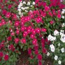 Catharanthus Roseus Titan Mix Vinca 18 Count Flat