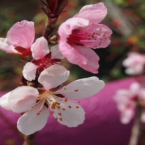 Prunus Persica Bonfire Dwarf Peach