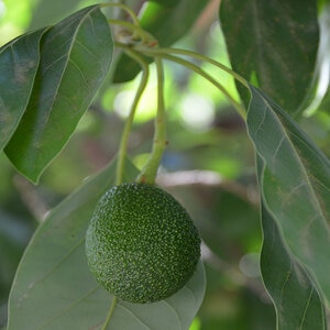 Persea Americana Hass Avocado