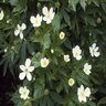 Anemone Canadensis Windflower 1 gal. Container