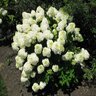 Hydrangea Paniculata Royal Star Silver Dollar Panicle Hydrangea 3 gal. Container