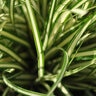 Carex Oshimensis Evergold Japanese Sedge 1 gal. Container