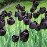 Tulipa Bulb Single Late Queen of Night Tulip 100 Count Bag