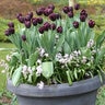 Tulipa Bulb Single Late Queen of Night Tulip 100 Count Bag