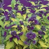 Caryopteris Incana Color Choice Jason Sunshine Blue Bluebeard