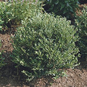 Ilex Crenata Hoogendorn Japanese Holly