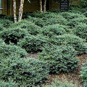 Ilex Vomitoria Stokes Dwarf Dwarf Yaupon Holly