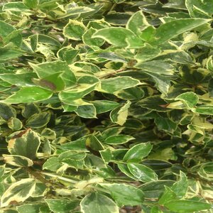 Ilex X Meserveae Honey Maid Blue Holly