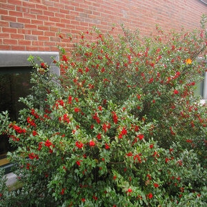 Ilex X Meserveae Mesid Blue Maid Blue Holly