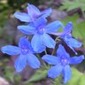 Delphinium Grandiflorum Blue Mirror Siberian Larkspur 1 gal. Container