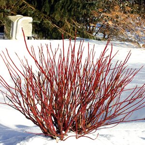 Cornus Stolonifera Color Choice Arctic Fire Red Twig Dogwood