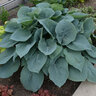 Hosta X Blueberry Muffin Plantain Lily