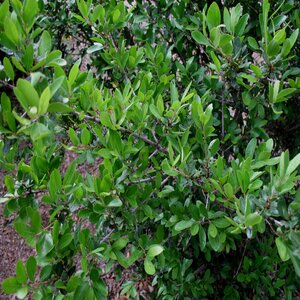 Ilex vomitoria Pride of Houston Yaupon Holly
