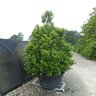 Ilex X Acadiana Red Holly 