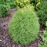 Thuja Occidentalis Mr. Bowling Ball Arborvitae 2 gal. Container
