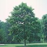 Carya Ovata Shagbark Hickory 2 in. Caliper Ball and Burlap