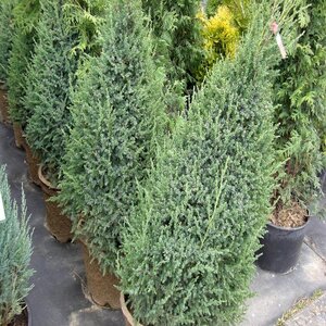 Juniperus Chinensis Mountbatten Chinese Juniper 