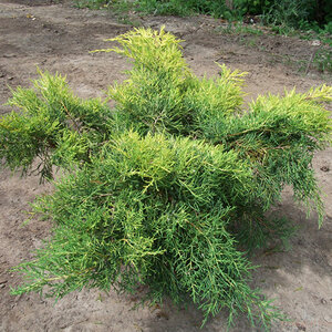 Juniperus X Pfitzeriana Saybrook Gold Juniper