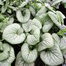 Brunnera Macrophylla Silver Heart Siberian Bugloss 2 gal. Container