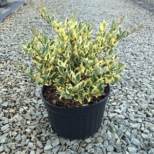 Ligustrum Japonicum Jack Frost Japanese Privet