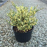 Ligustrum Japonicum Jack Frost Japanese Privet
