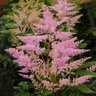 Astilbe X Younique Silvery Pink Astilbe