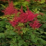 Astilbe X Younique Verscarmine Carmine Astilbe 1 gal. Container