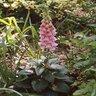 Digitalis X Mertonensis Foxglove 2 gal. Container