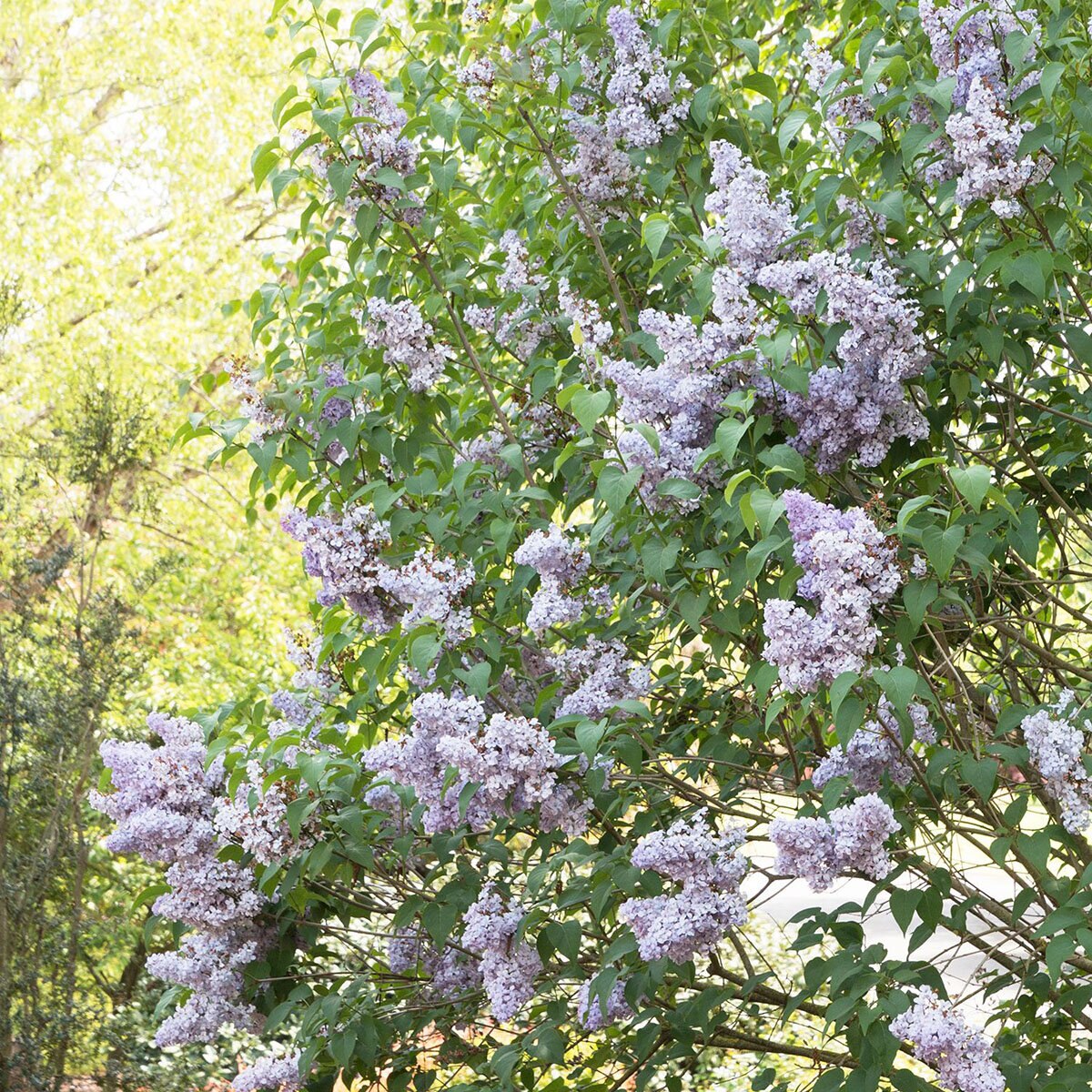 Syringa vulgaris Blue Skies Monrovia Common Lilac | SiteOne US