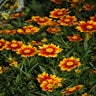 Coreopsis X Li'l Bang Daybreak Tickseed 2 gal. Container